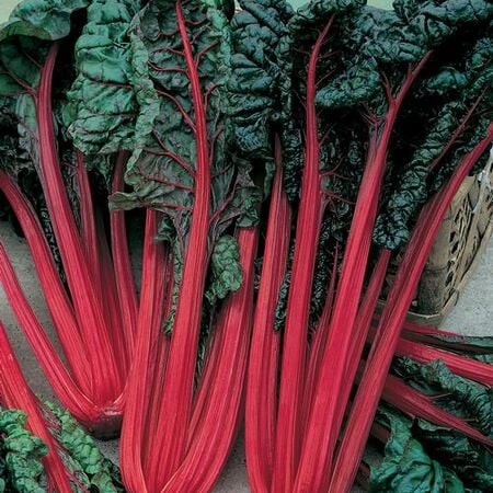 Cardinal, Organic Swiss Chard Seeds - Packet image number null
